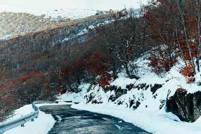 Snow covered land by trees during winter