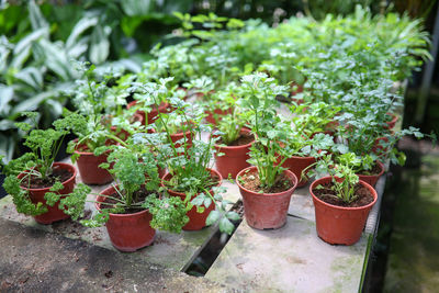 Potted plants in greenhouse