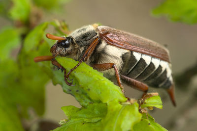 Close-up of insect on flower