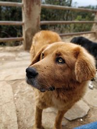 Close-up of dog looking away