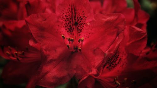 Close-up of red rose flower