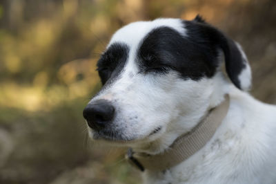 Close-up of dog looking away