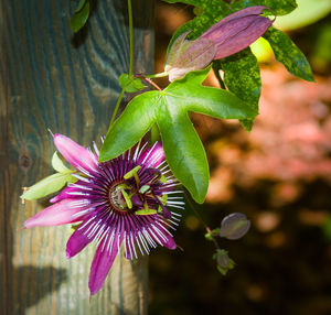 Close-up of purple flowering plant