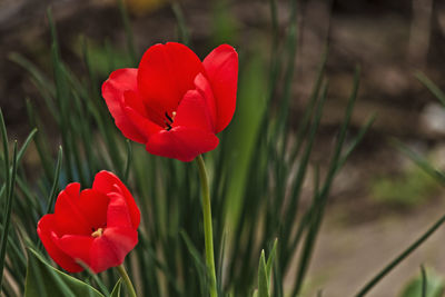 Close-up of red rose flower