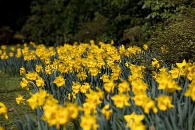 Close-up of yellow flowers growing in field