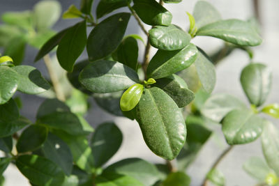 Close-up of fruit growing on plant