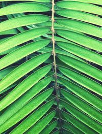 Full frame shot of palm leaves