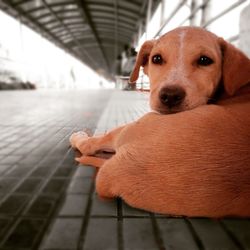 Close-up of dog on hand