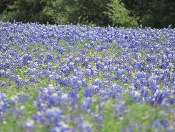 Close-up of purple flowering plants on field