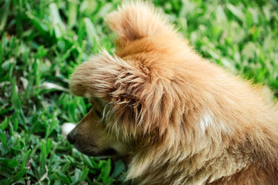 Close-up of a dog on field