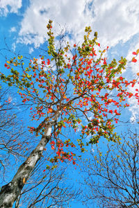 Low angle view of flowering plant against sky