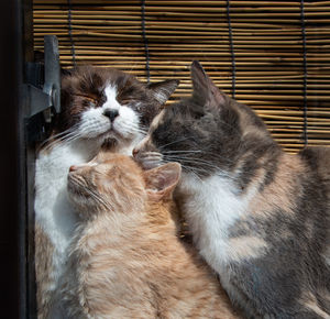 Close-up of a cat with eyes closed