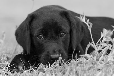 Black and white portrait of an 8 week old black labrador puppy sitting in the grass