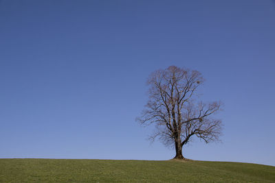 Bare tree on landscape against clear blue sky