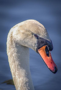 Close-up of swan swimming in lake