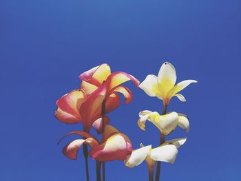 Low angle view of flowering plant against blue sky