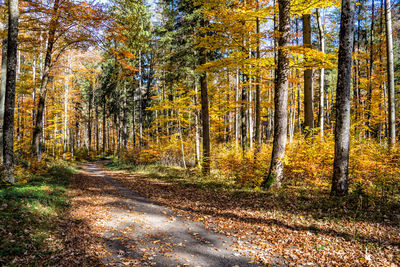 Road amidst trees in forest during autumn