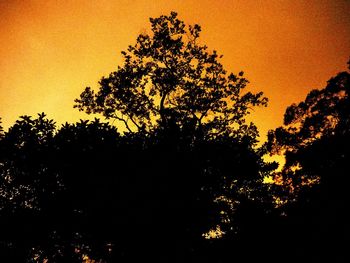 Trees at sunset