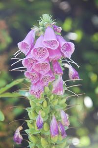 flowering plant