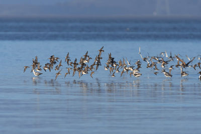 Birds flying over sea