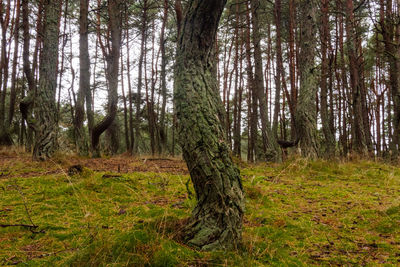 Trees in forest