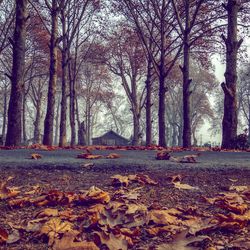 Autumn trees in forest