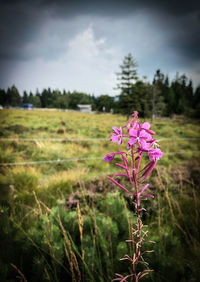 Close-up of pink flowering plants on field