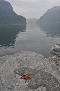 View of starfish on rock by sea