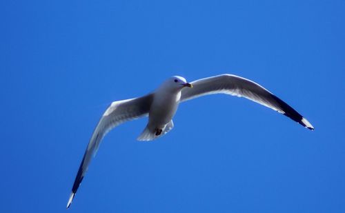 Low angle view of seagull flying