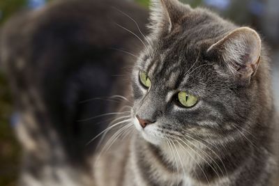 Close-up of cat looking away
