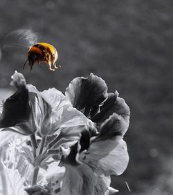 Close-up of bee on flower