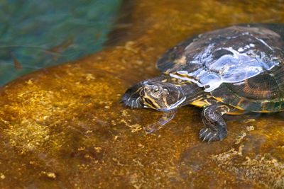 Close-up of turtle in water