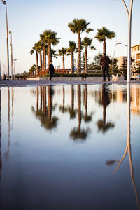 Reflection of palm trees in water