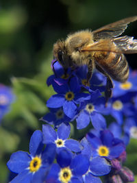 Close-up of bee pollinating on purple flower