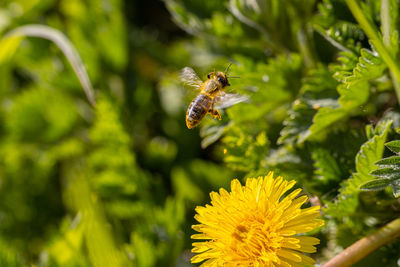 Close-up of bee pollinating on flower