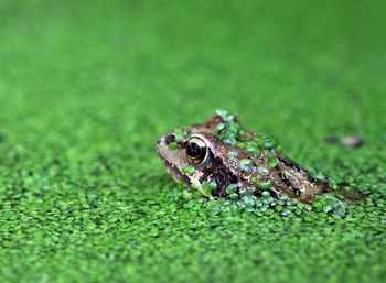 Close-up of frog surrounded by duckweed in pond