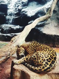 View of a cat resting on wood in zoo