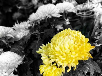 Close-up of yellow flowers