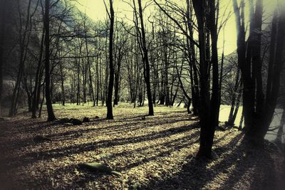 Trees in forest