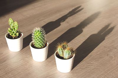 High angle view of potted plants on table