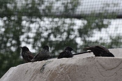 Birds perching on a snow