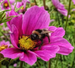 Close-up of bee pollinating on pink flower