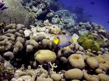 View of coral in sea