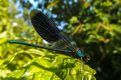 Close-up of damselfly on leaf