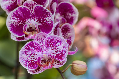 Close-up of pink orchid flower