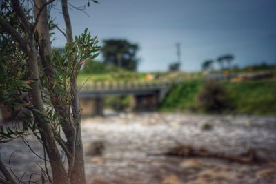 Plants growing on footpath