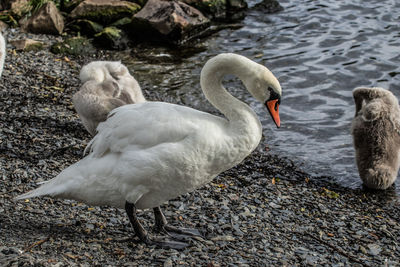 Swans on rock by lake