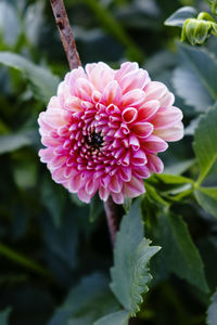 Close-up of pink flower