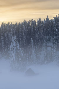 Snow covered land and trees against sky
