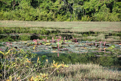 View of lotus water lily in lake